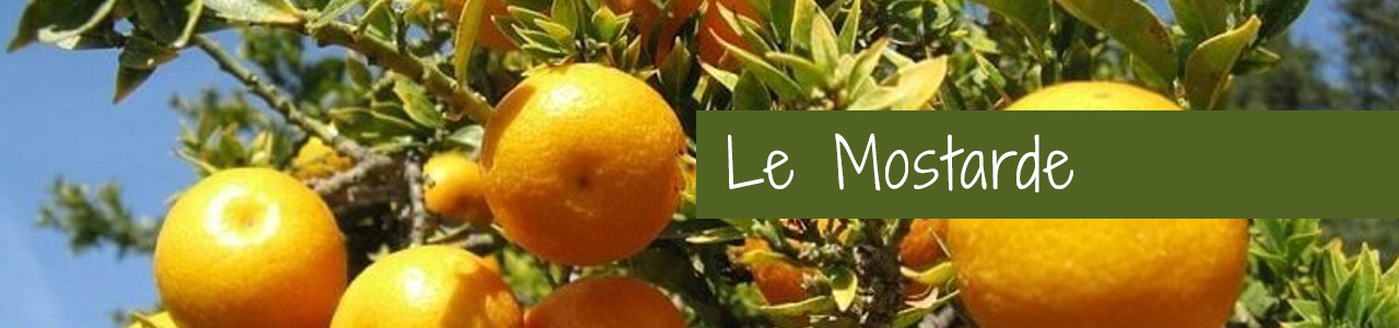 Shop Banner