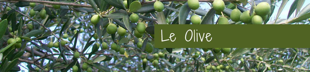 Shop Banner