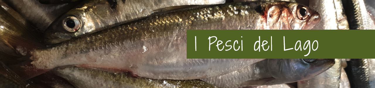 Shop Banner